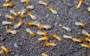 شركة مكافحة النمل الابيض بالاحساء